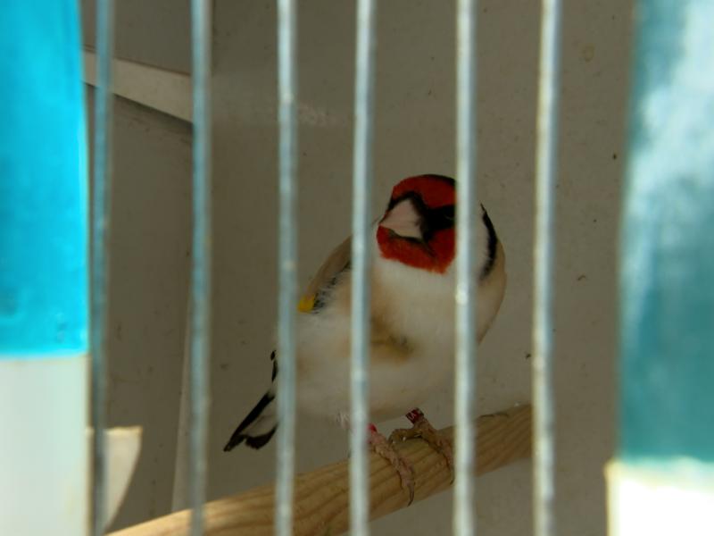 Le Conseil d'État "rassure" le secteur du commerce d'animaux de compagnie