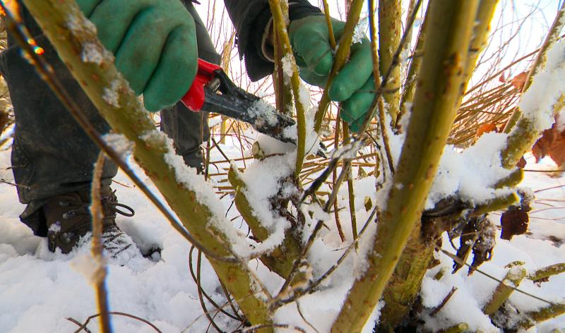 C'est le moment de tailler le saule pour l'osier