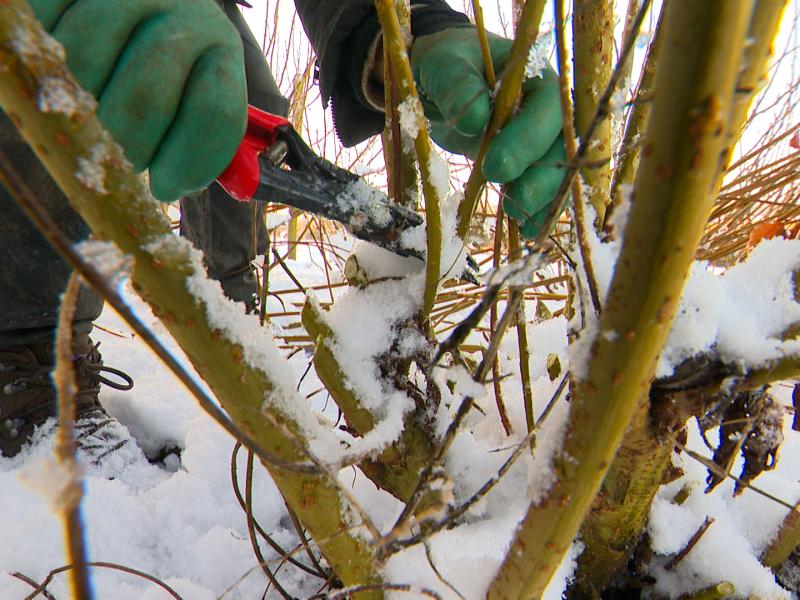 C'est le moment de tailler le saule pour l'osier
