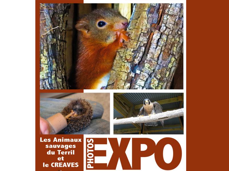 Une exposition sur les animaux sauvages à la Maison des Terrils