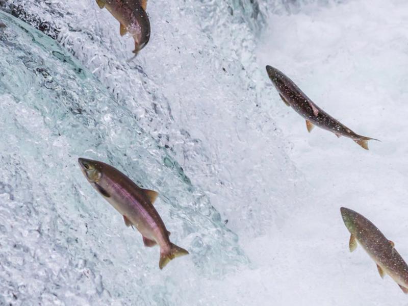 Nouveau centre d'aquaculture à la faculté vétérinaire