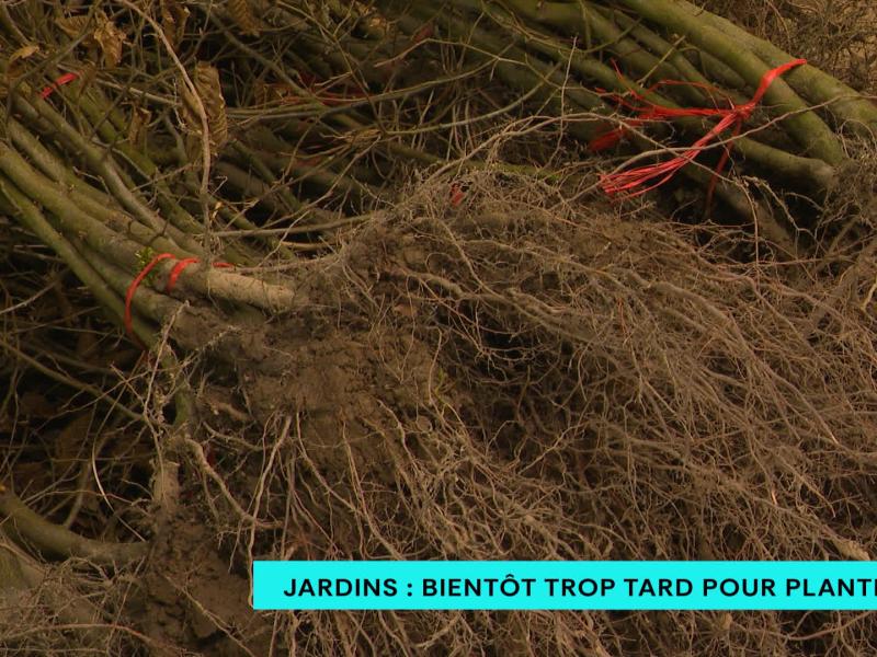 Jardins : bientôt trop tard pour planter !