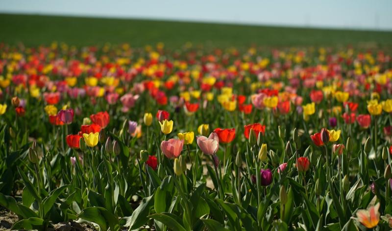 En ce début de printemps, pourquoi ne pas aller couper ses fleurs soi-même ?