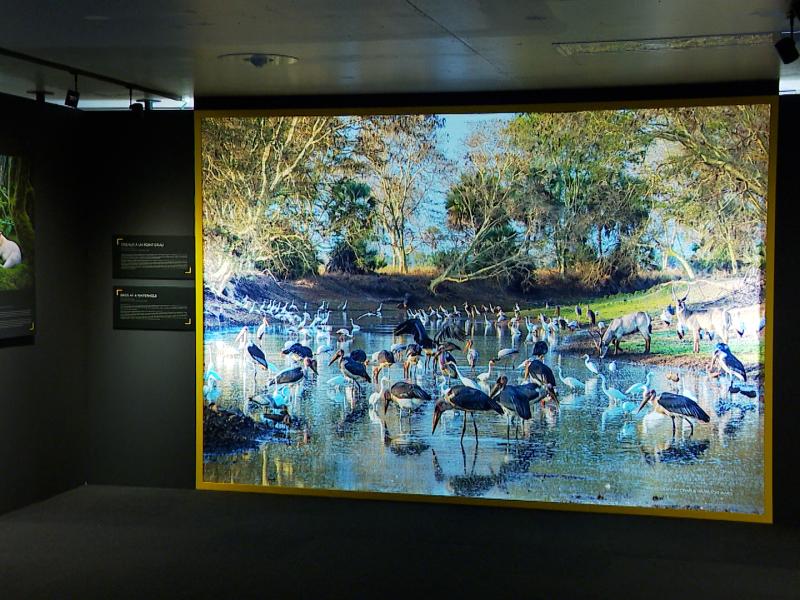 Exposition National Geographic à Liège-Guillemins