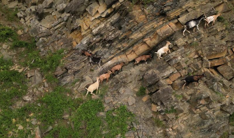 Disparition de chèvres à la Heid des Gattes