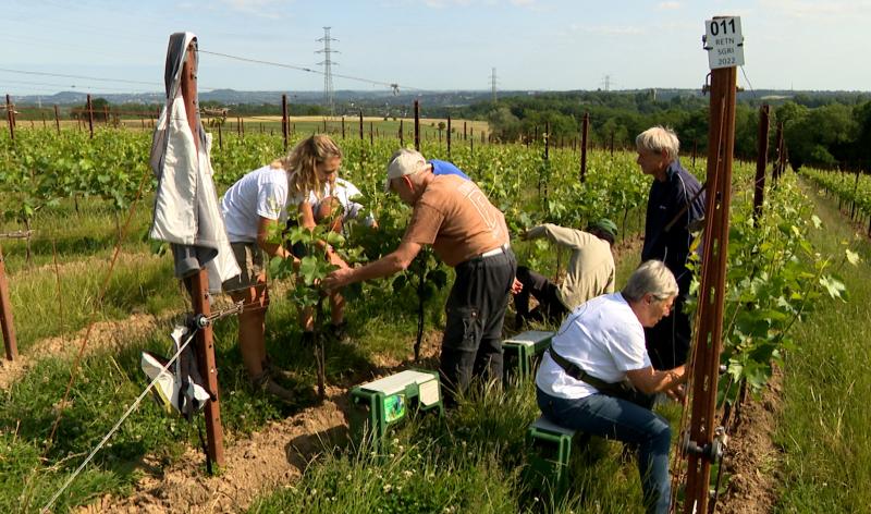 Bellum Fagetum : 30 000 pieds pour un vin engagé