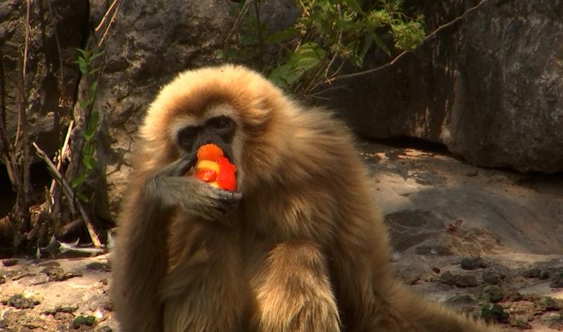 Glacons au fruits pour les animaux du Monde sauvage