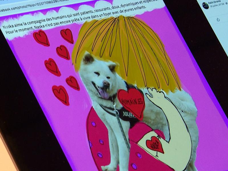 Des histoires illustrées pour aider à l'adoption d'un chien