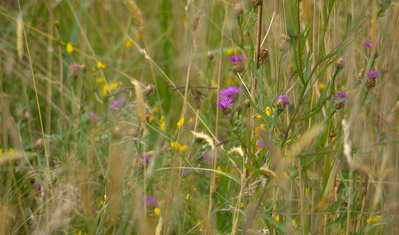 La plus belle prairie de Wallonie à Filot?