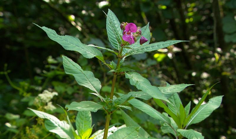 Le contrat de rivière Meuse aval élimine la balsamine de l'Himalaya