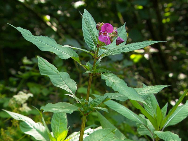 Le contrat de rivière Meuse aval élimine la balsamine de l'Himalaya