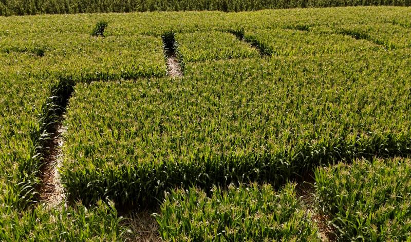 Le Labyrinthe de Hannut va rouvrir ses portes