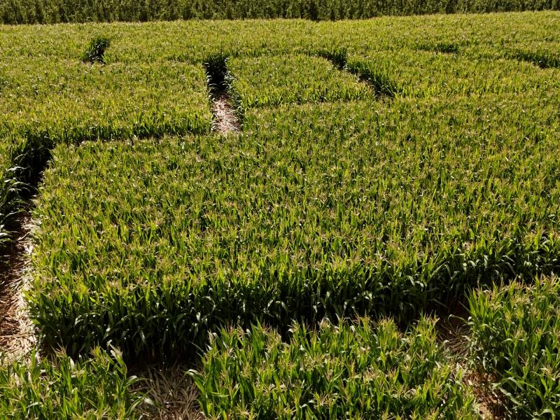 Le Labyrinthe de Hannut va rouvrir ses portes
