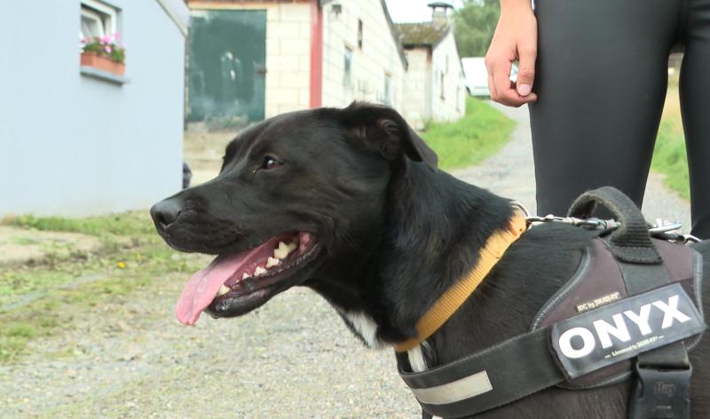 Refuge pour animaux : Animal Sans Logis