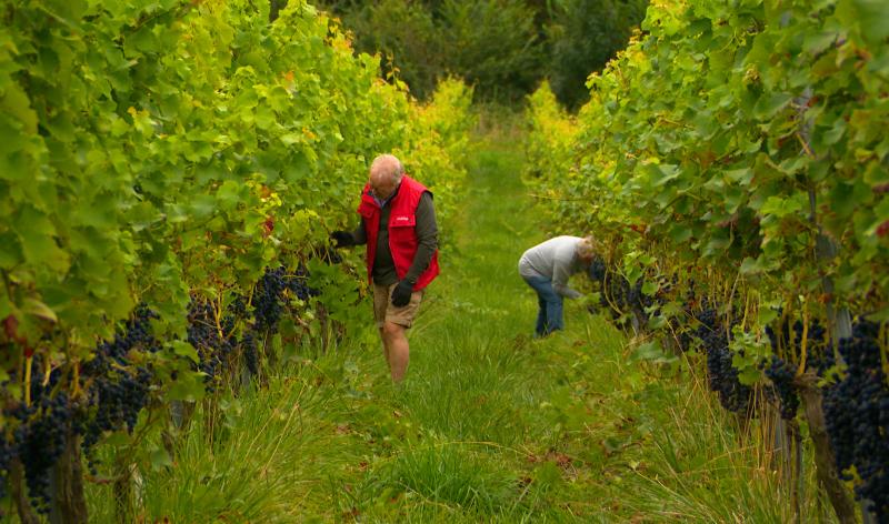 Début des vendanges ce lundi 25 août à Oupeye