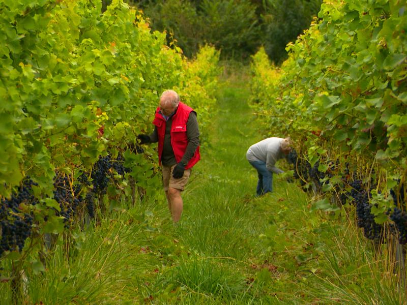 Début des vendanges ce lundi 25 août à Oupeye