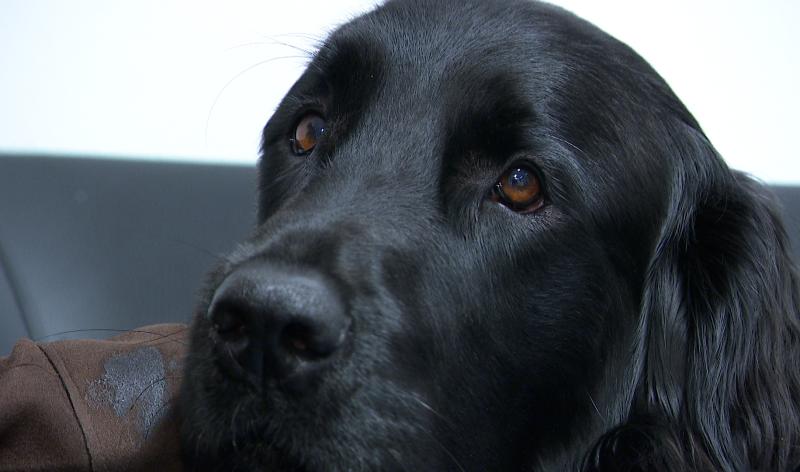 Un chien d'assistance judiciaire vient renforcer la zone de police Beyne-Fléron-Soumagne