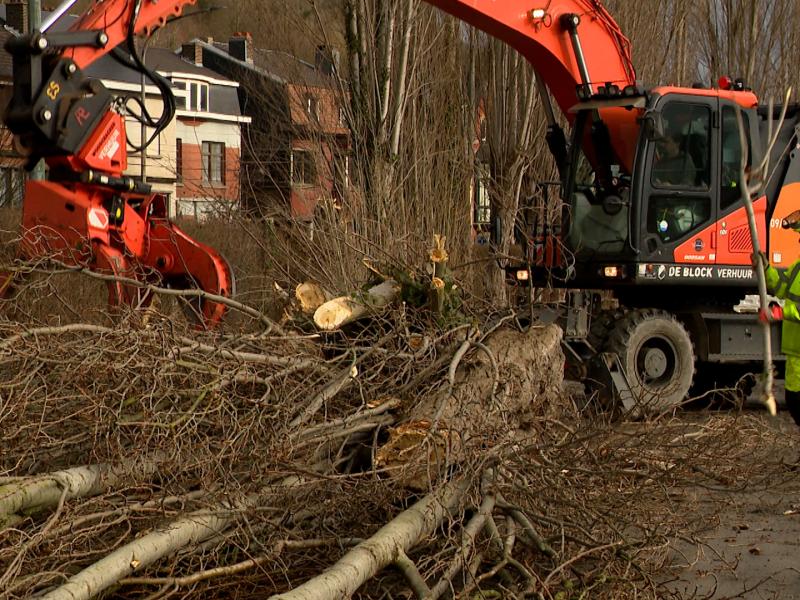 Flémalle : les peupliers vont laisser place aux charmes