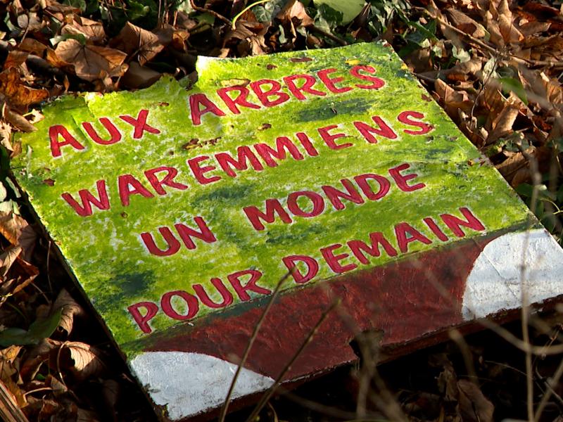 Des arbres abattus au Bois de la Tannerie, pour un moindre mal au final