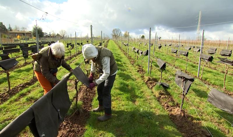 Gel: les viticulteurs sur le pied de guerre