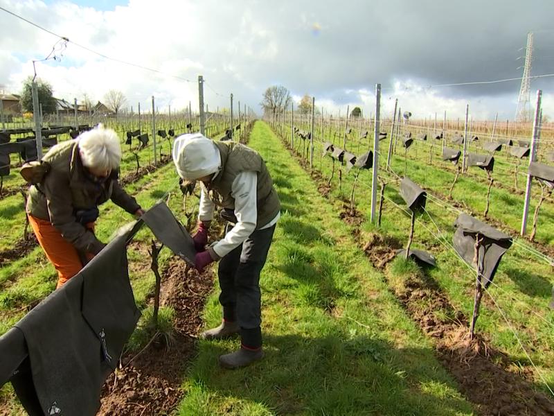 Gel: les viticulteurs sur le pied de guerre