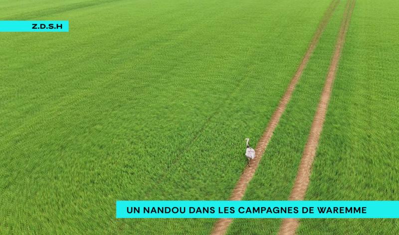 Un nandou en liberté dans la campagne waremmienne