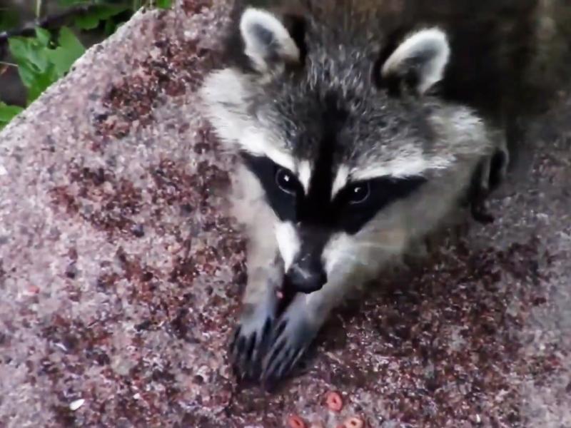 Une trentaine de ratons laveurs capturés à Chaudfontaine