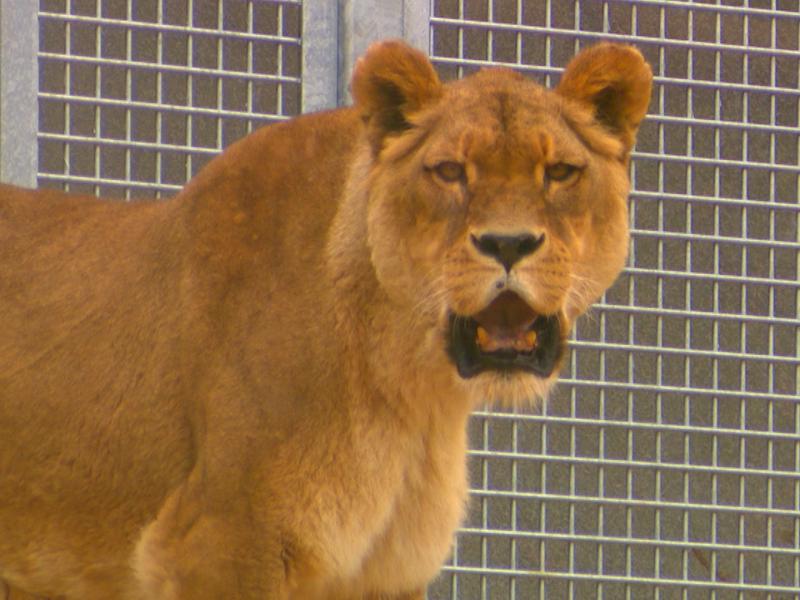 Monde sauvage : un nouvel espace pour les lions