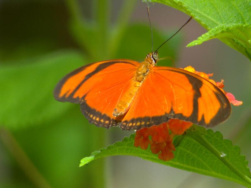 Des papillons en liberté à découvrir à l'Observatoire du monde des Plantes