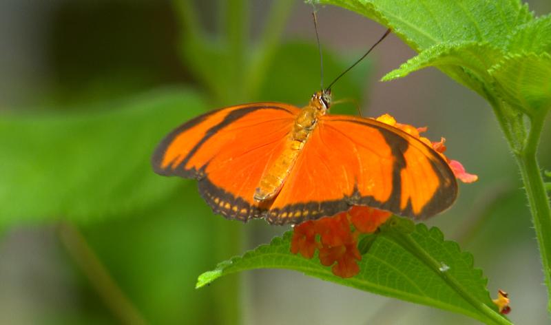 Des papillons en liberté à découvrir à l'Observatoire du monde des Plantes