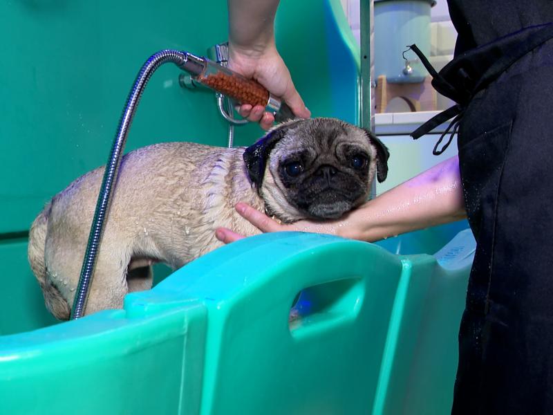 Niche Ta Mère: un dog wash en plein centre-ville