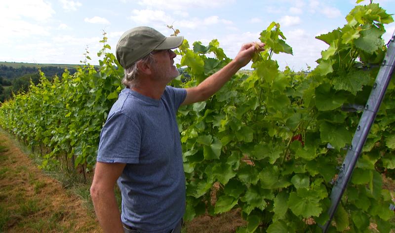 Sécheresse : entre défis et opportunités pour les vignes de la région