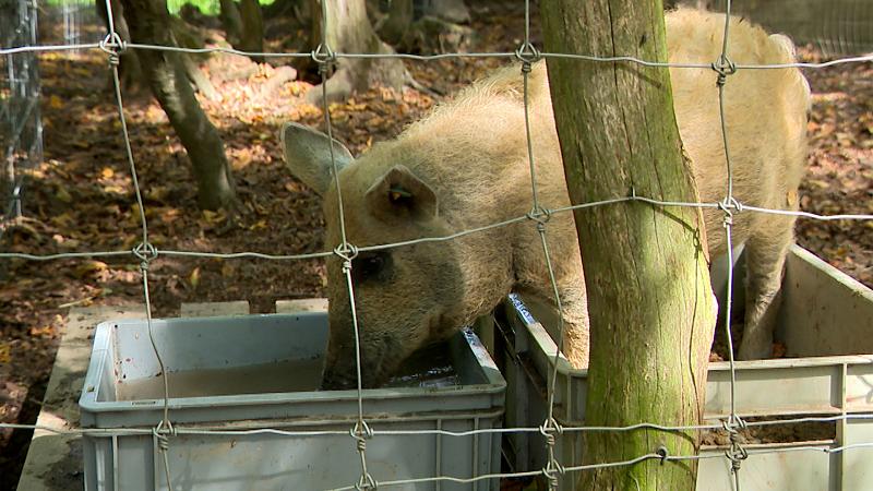 Flémalle : la ferme du préhistomuseum se réinvente