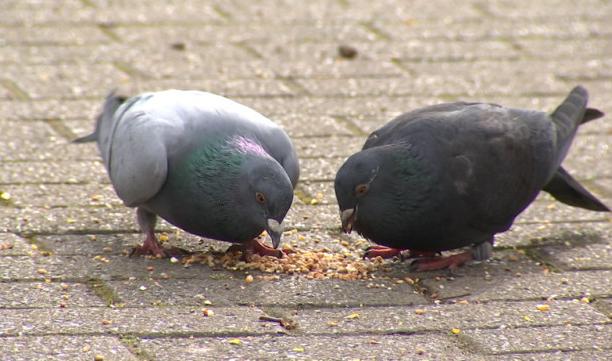  Seraing: nourriture contraceptive pour les pigeons 