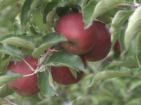 Mauvaise année pour les pommes et les poires
