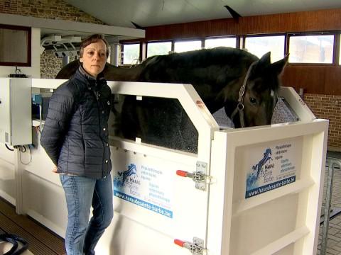 Engis : un centre de revalidation pour les chevaux