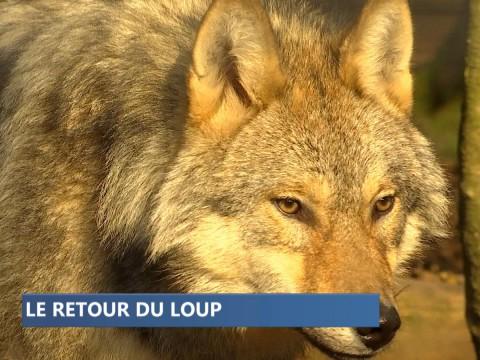 Le loup est en Belgique, bientôt en Wallonie 