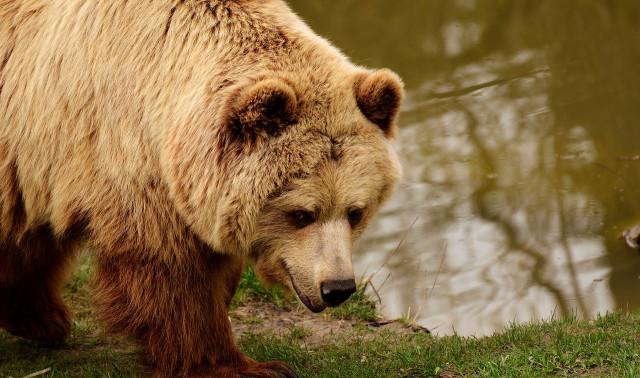 Un poisson et des ours en liberté à la Boverie