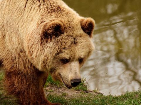 Un poisson et des ours en liberté à la Boverie