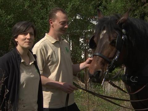 Uranie: une jument de 800 kilos au service de Geer