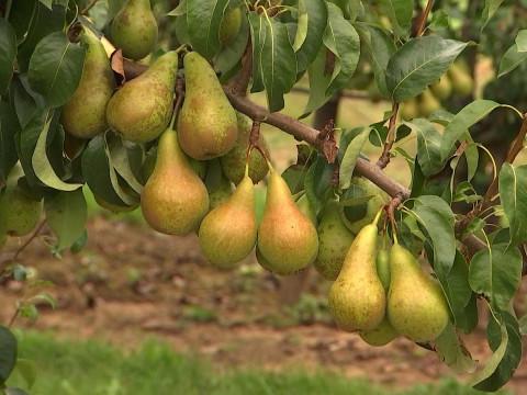 La récolte des poires, précoce pour cause de sècheresse