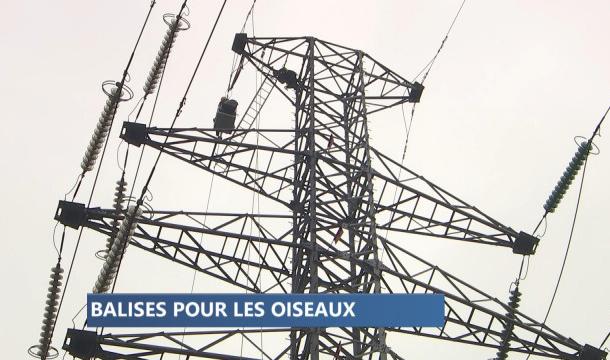 Protection des oiseaux : des balises sur les câbles électriques