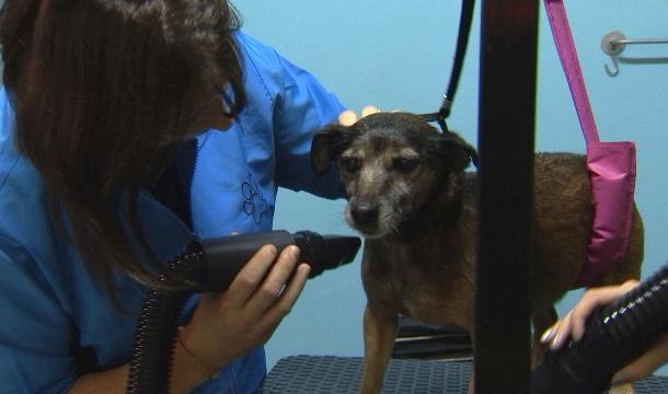 Des toiletteuses bénévoles pour les animaux des personnes précarisées