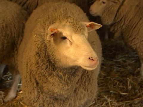 Moutons cherchent famille d'accueil
