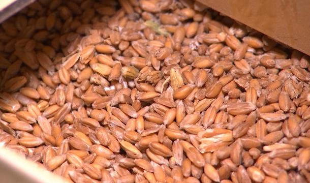 Hesbaye : des céréales pour faire du pain