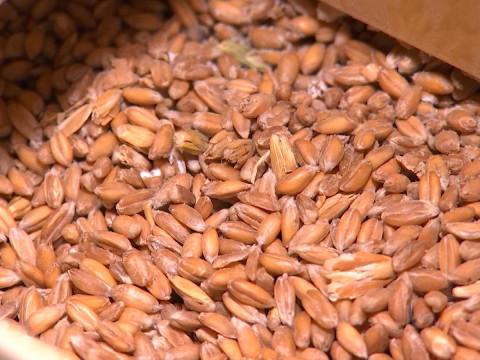 Hesbaye : des céréales pour faire du pain