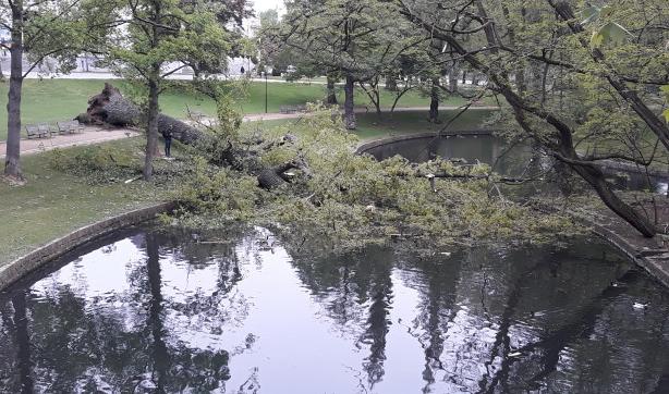 Un arbre déraciné au parc de la Boverie