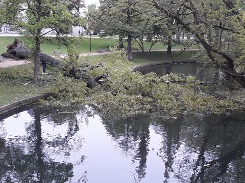 Un arbre déraciné au parc de la Boverie