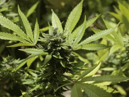 Saint Nicolas : importante saisie de cannabis 