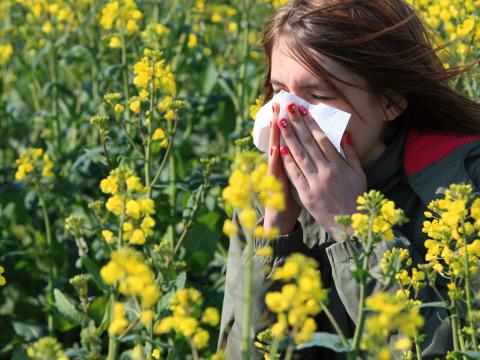 Début de la saison des pollens des graminées : un Belge sur six concerné 